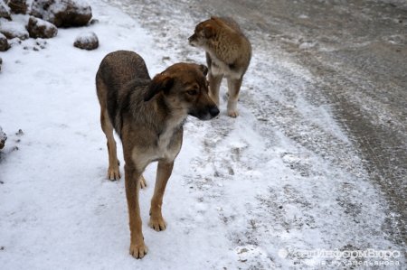 23 ноября Самарским региональным благотворительным общественным фондом «Приют для бродячих собак «Хати» будут проводиться мероприятие по отлову животных без хозяина