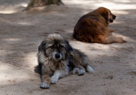 Приют для бродячих собак «Хати» будут проводиться мероприятие по отлову животных без хозяина