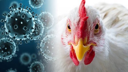 Памятка по профилактике гриппа птиц