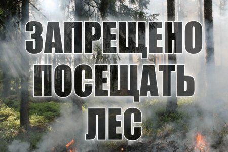 В Самарской области продлили запрет на посещение лесов еще на неделю