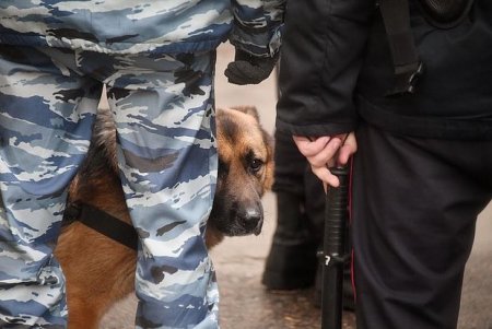 В Тольятти кинолог со служебной собакой помогли оперативникам задержать подозреваемую в незаконном обороте наркотических веществ