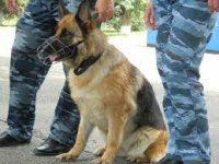 В Самарской области служебная собака помогла полицейским привлечь местную жительницу к ответственности за незаконное хранение наркотического вещества