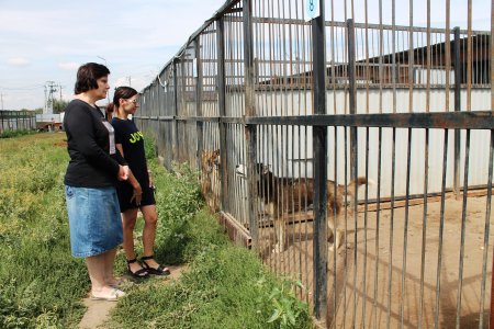 Сотрудники самарского Роскадастра посетили приют для бездомных животных