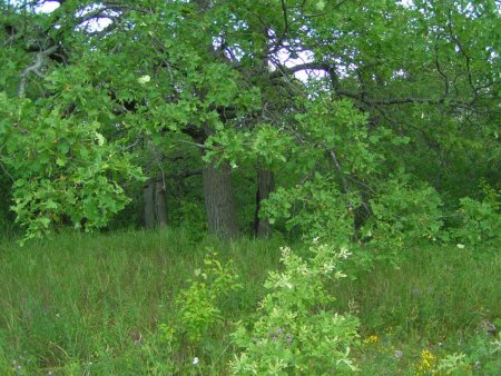 Приглашение на день ООПТ Самарской области